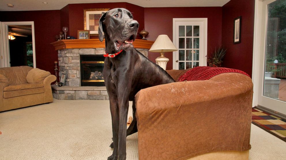 PHOTO: Two-year-old Great Dane Zeus sits in a love seat at Kevin and Denise Doorlags home in Ostego, Mich., Sept. 9, 2010. 
