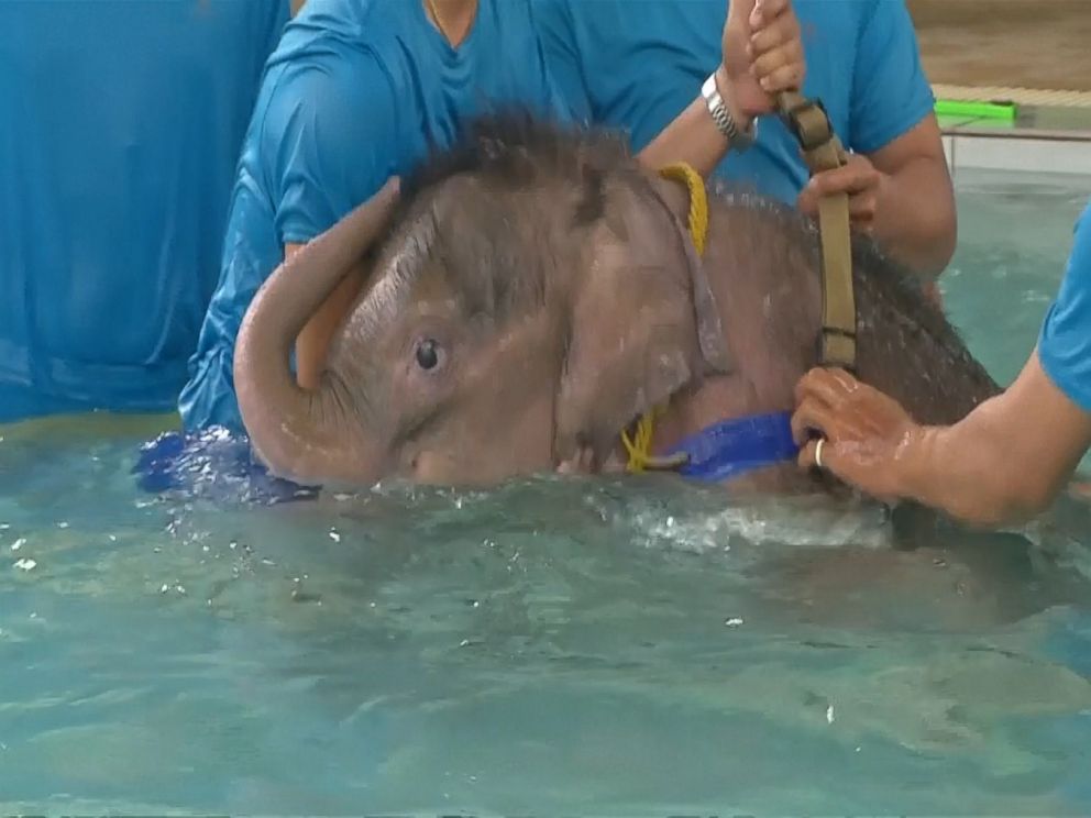 kids elephant pool