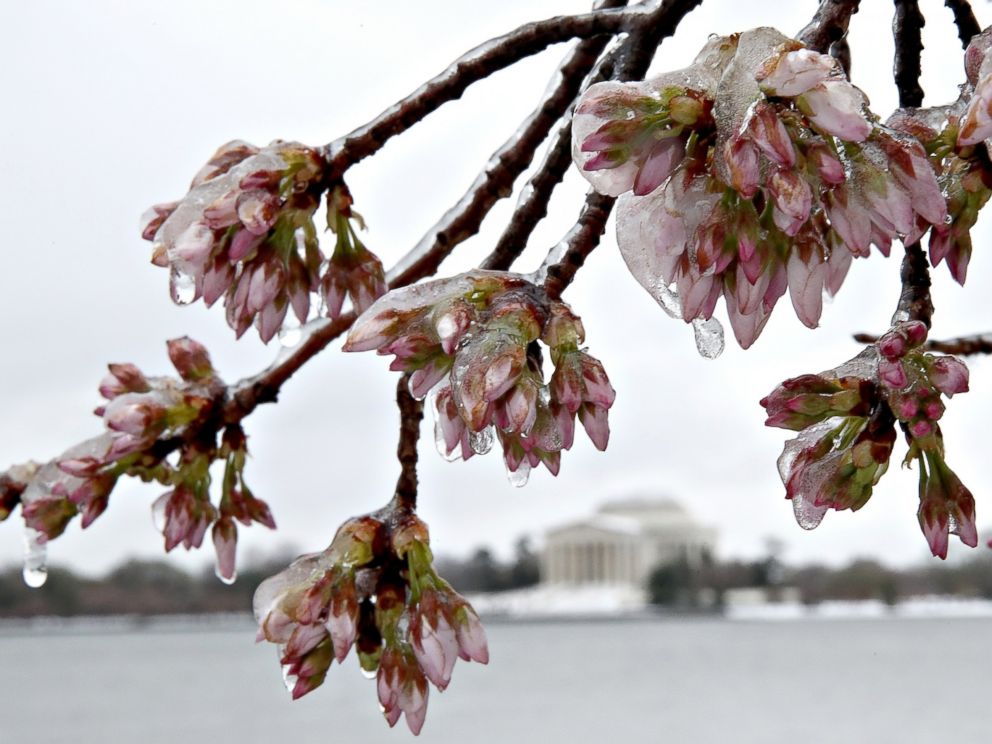 PHOTO: Ice covers cherry blossoms near the Jefferson Memorial, in background, after a snow and ice storm hit the nations capital, March 14, 2017, in Washington. The east coast of the U.S. was hit with a late season winter storm.
