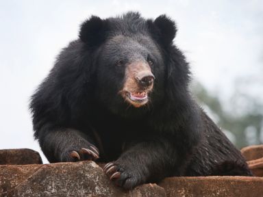 Black Bear Mauls Woman, Drags Her Out of Garage
