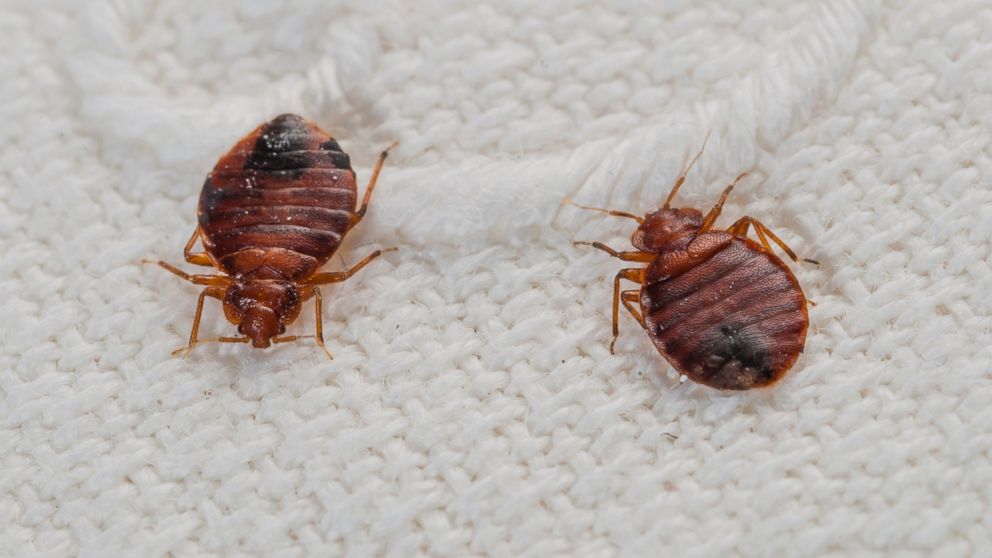 PHOTO: A couple of bed bugs are seen on a bed sheet.