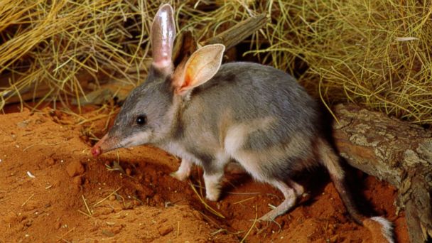 What the Heck is a Bilby? - ABC News