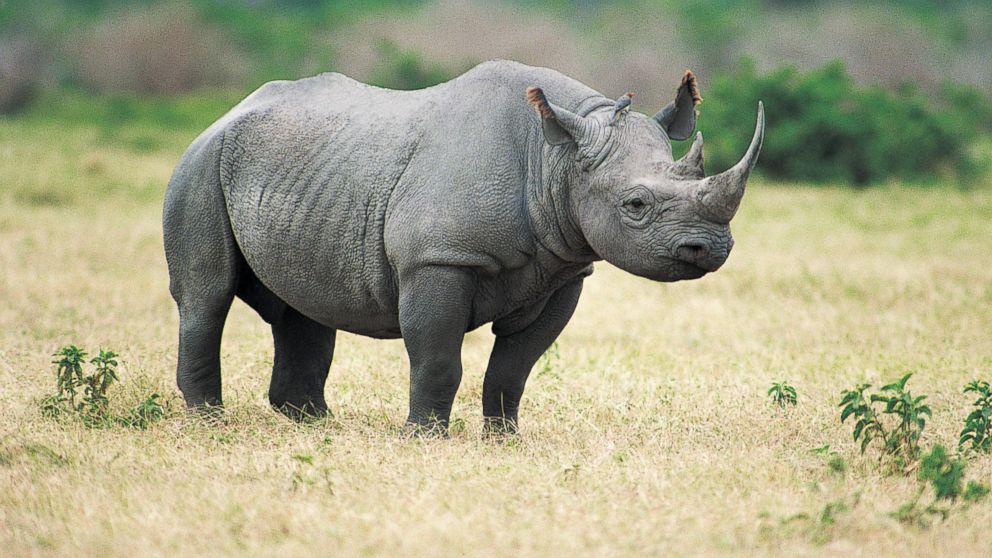 PHOTO: Black Rhinoceros.