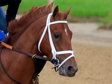 Oddest Horse Names to Ever Compete at the Kentucky Derby