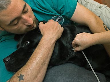Late-Summer Shortages at Canine Blood Banks