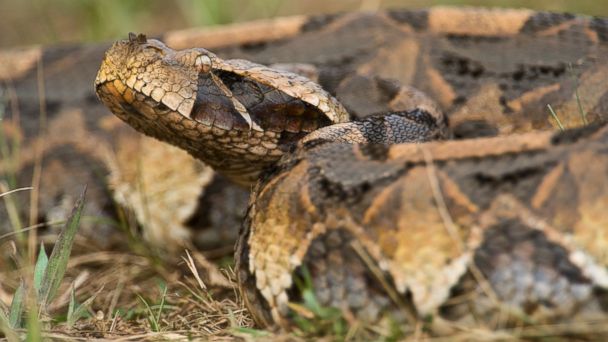 Deadly African Snake on the Loose Has SC Community on Lockdown ABC News