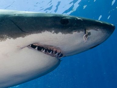 It's Summer, So What's a Great White Shark Doing in the Gulf?