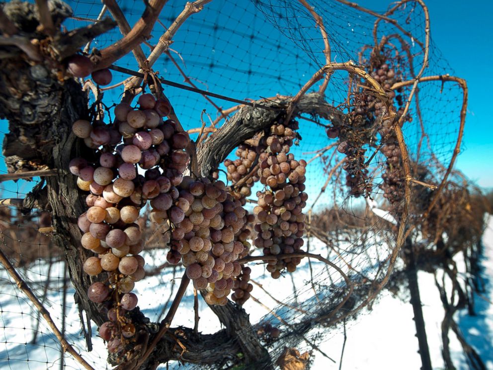 PHOTO: Vidal Blanc grapes hang from vines in the snow at the Ferrante Winery in Geneva, Ohio, Jan. 4, 2013.