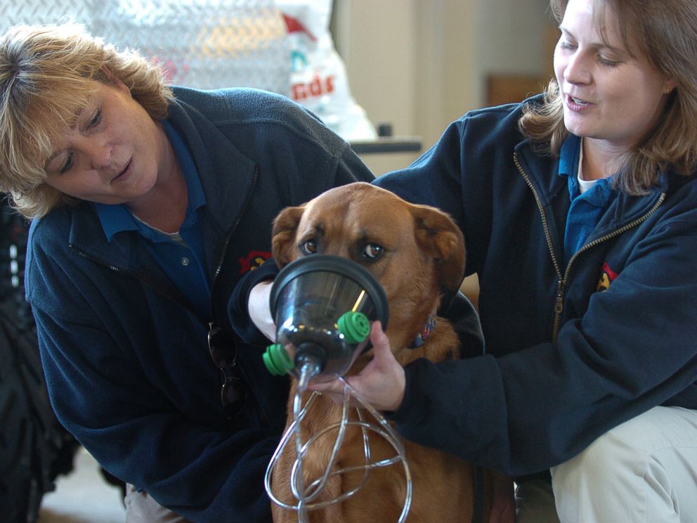 PHOTO: Carla Crabtree, left, and Stephanie Ellis, right, of Best Friends Pet Care demonstrate how an oxygen mask fits onto the snout of a dog in Westminster, Colo. on Feb. 15, 2007.