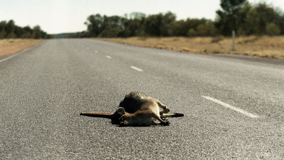 PHOTO: Michigan lawmakers are trying to introduce a bill that would make taking roadkill home easier for drivers.