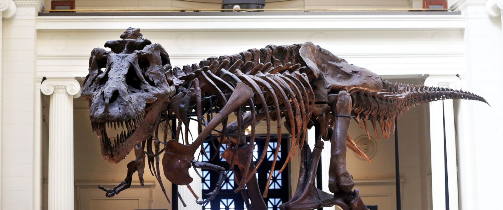 best preserved t rex