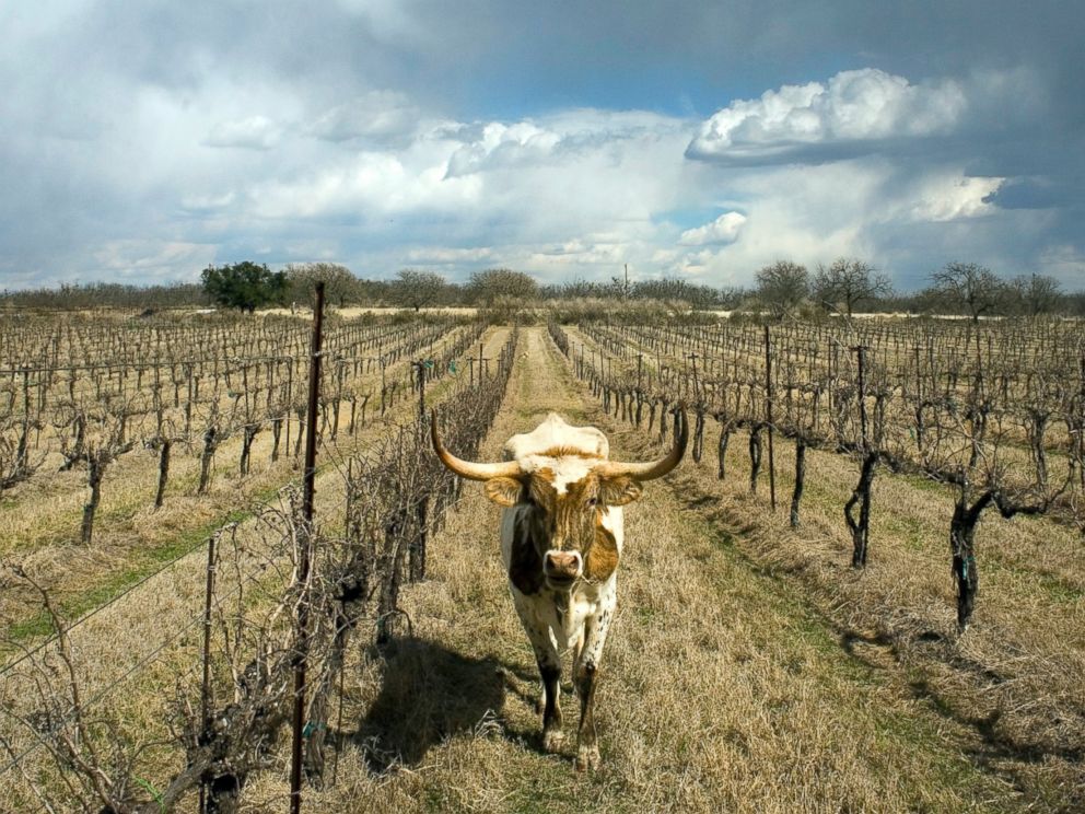 PHOTO: A longhorn cow wanders the rows of grapevines at Certenberg Vineyards, a winery owned by Alphonse Dotson in Voca, Texas, March 7, 2008.