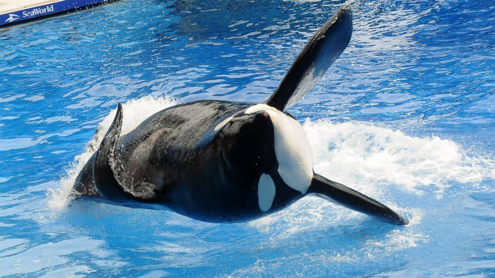 Watch Blackfish Online (2017)