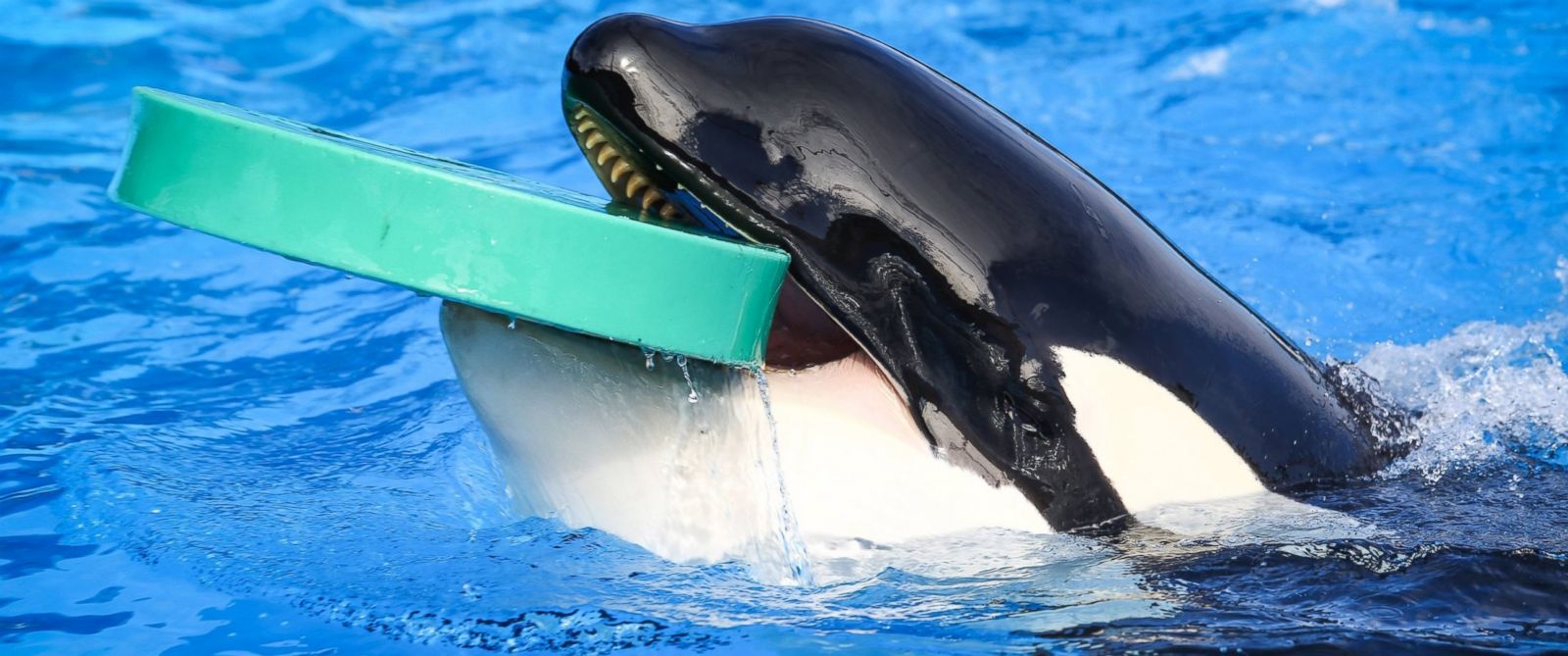 SeaWorld to End Orca Breeding Program - ABC News