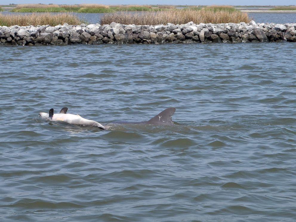 PHOTO: A dolphin pushes a dead calf through the waters of Barataria Bay, Louisiana, in March 2013.