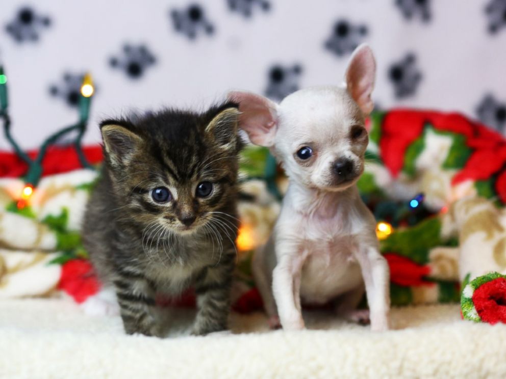 PHOTO: The Wisconsin Humane Society adopted out its smallest dog ever, Thumbelina, a 1.54-pound Chihuahua puppy, on Jan. 12, 2017.