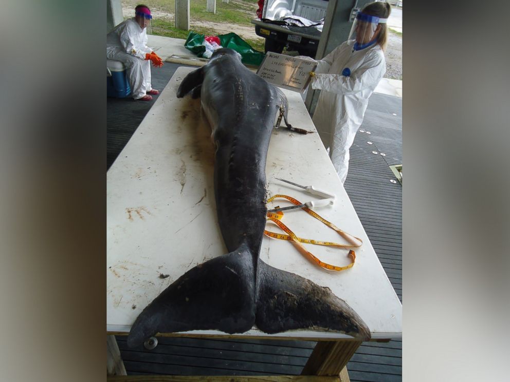 PHOTO: The carcass of Y12, one of the Barataria Bay dolphins closely studied by researchers and determined to be in poor health, was recovered on Grand Isle Beach on January 31, 2012.