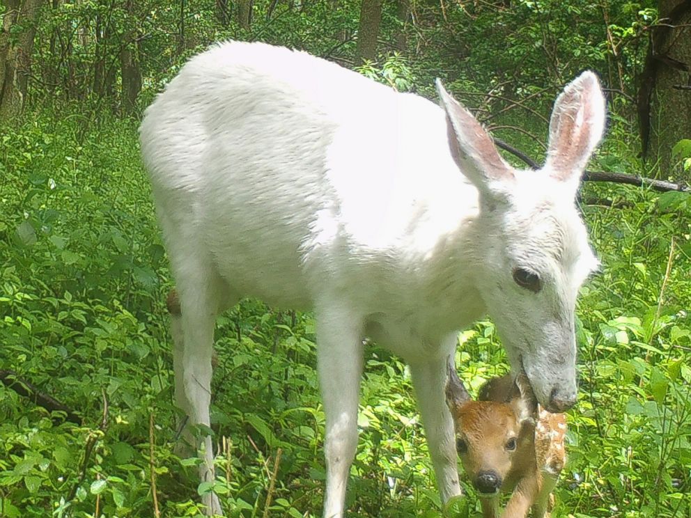 PHOTO: A white deer and her fawn at Seneca Army Depot in Upstate New York.