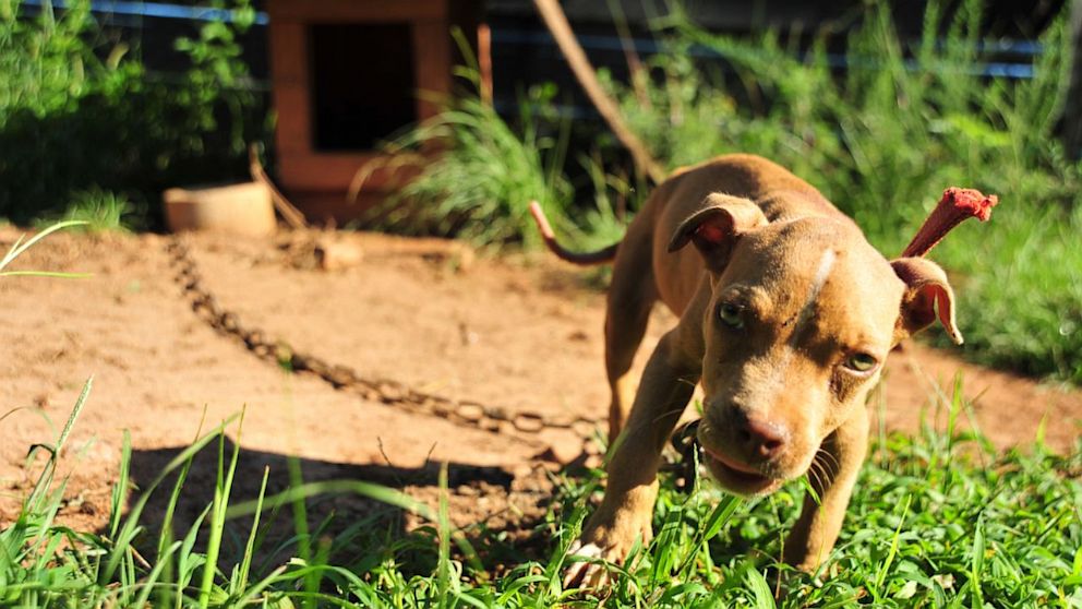 367 Pit Bulls Rescued in Multi-State Dog Fighting Bust - ABC News