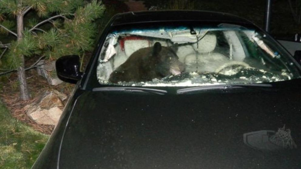 Black Bear Gets Trapped Inside Car, and Car Damage Ensues ABC News