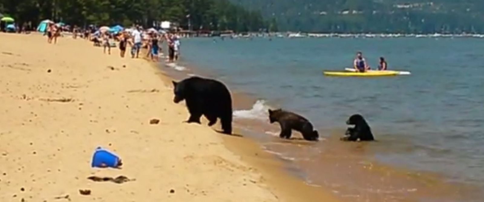 Family of Bears Enjoys Outing at California Lake ABC News