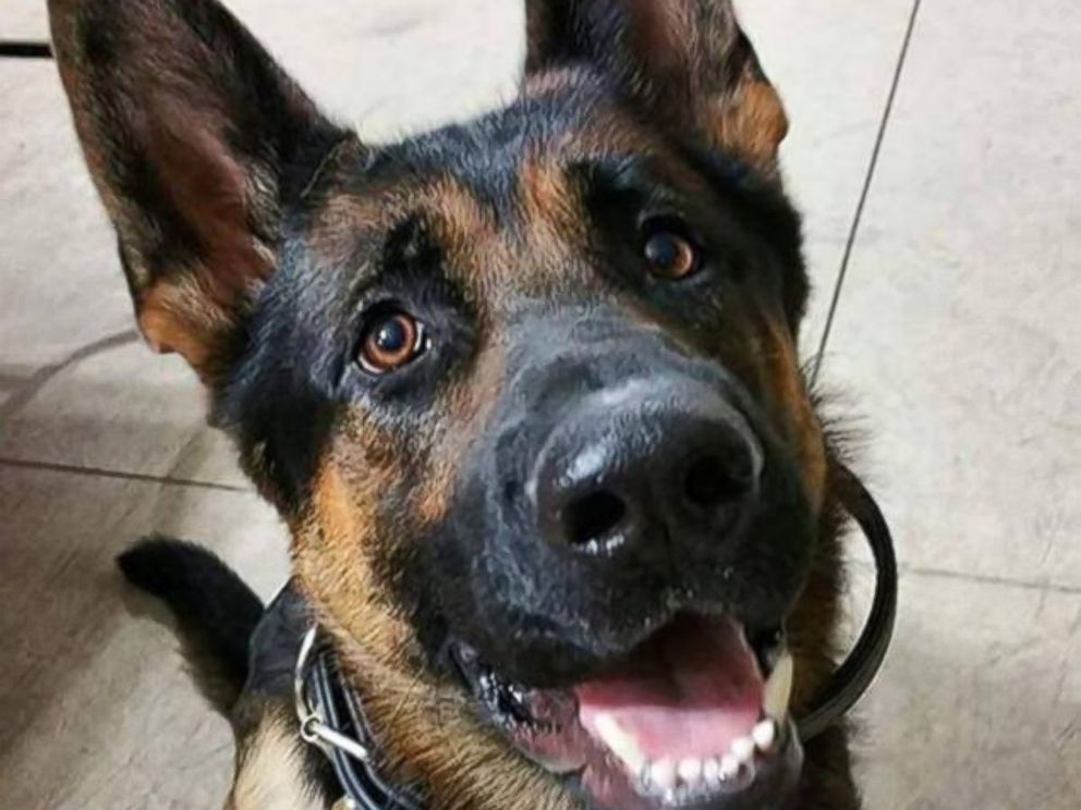 PHOTO: Jethro, a K-9 for the Canton Police Department in Ohio, passed away in January of 2016 after being shot multiple times after responding to a burglary at a local grocery store, according to police.