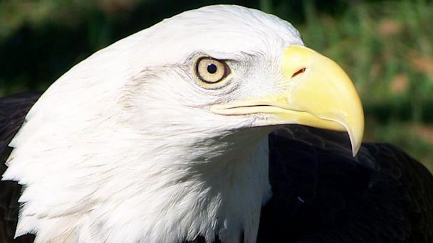 HT Missing eagle Baton Rouge 16x9 608 Bald Eagle Missing From Baton Rouge Zoo