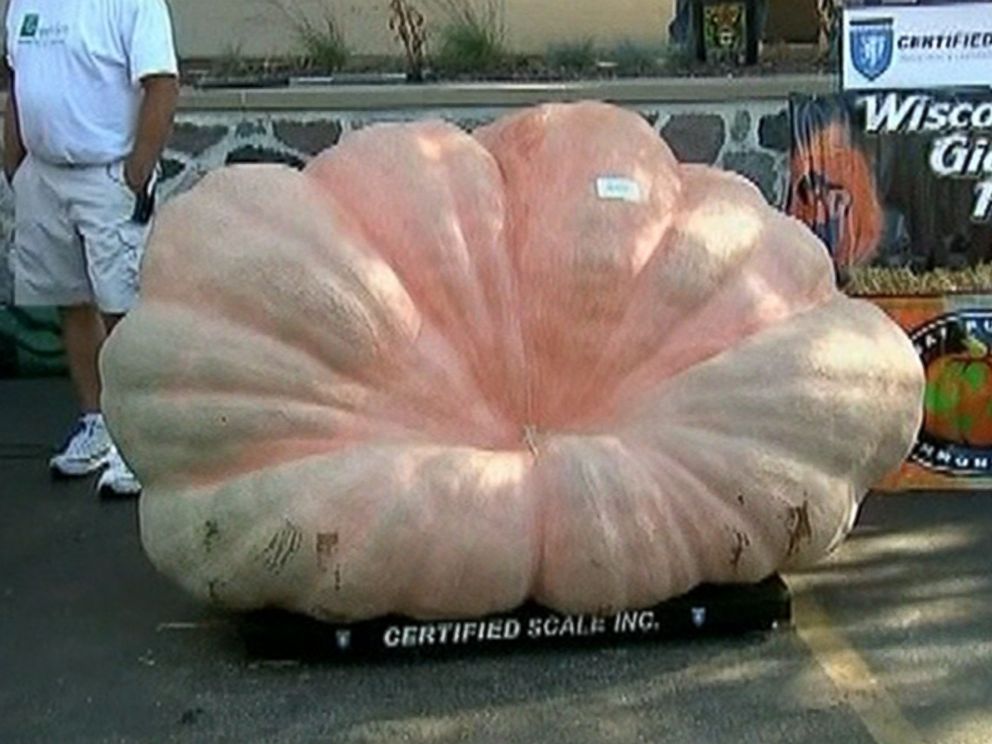 Largest Pumpkin In North America Squashes Competition At Over 2000