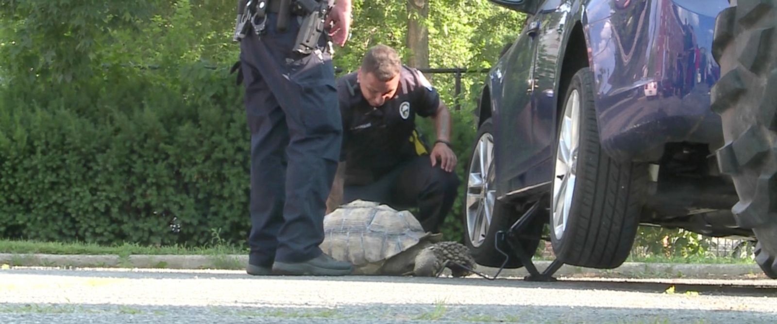 Community Rallies Together For Friendly Neighborhood Tortoise