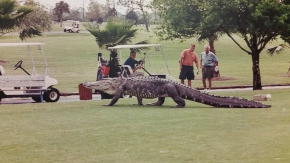 Photo Captures Huge Alligator Roaming Florida Golf Course  ABC News