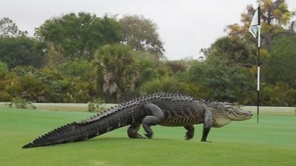 Image result for picture of gator on florida golf course