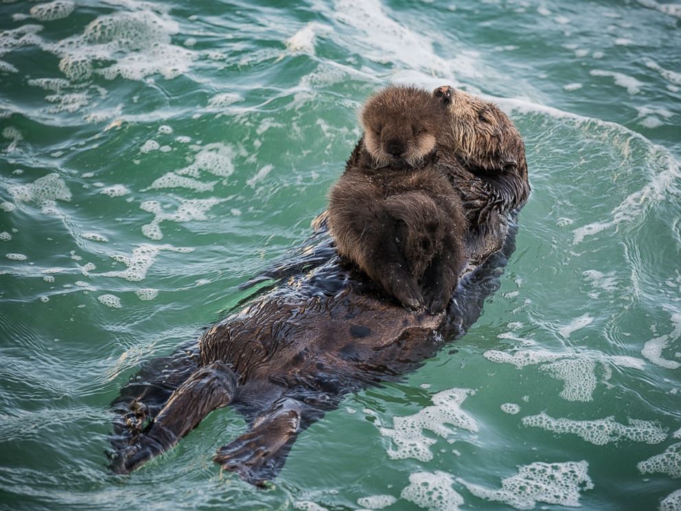 Newborn Sea Otter Pup Bonds With Mother In Adorable Photos - Abc News