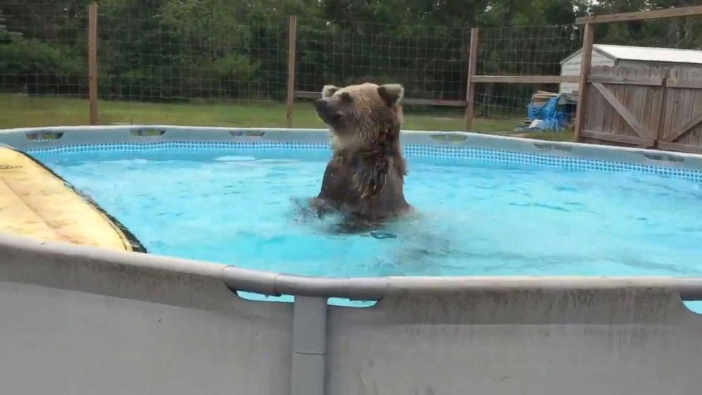 Watch Grizzly Bear Dives Into Pool ABC News