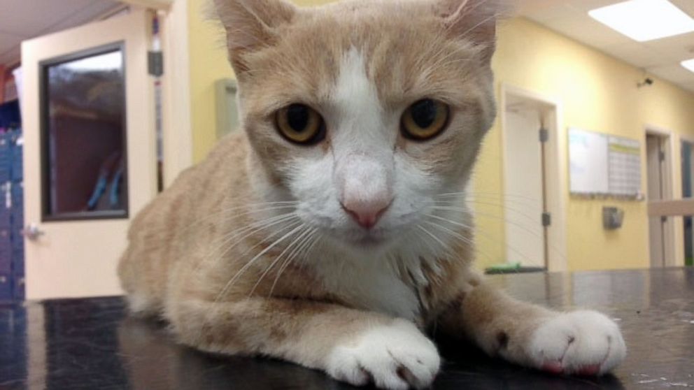 Cat Gets Blood Transfusion From a Dog