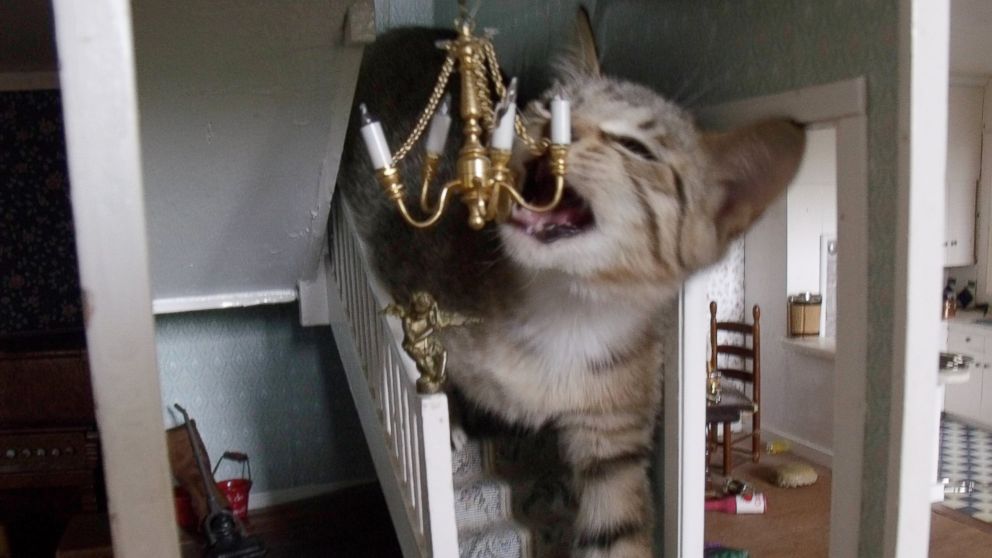 Cat Eats Chandelier