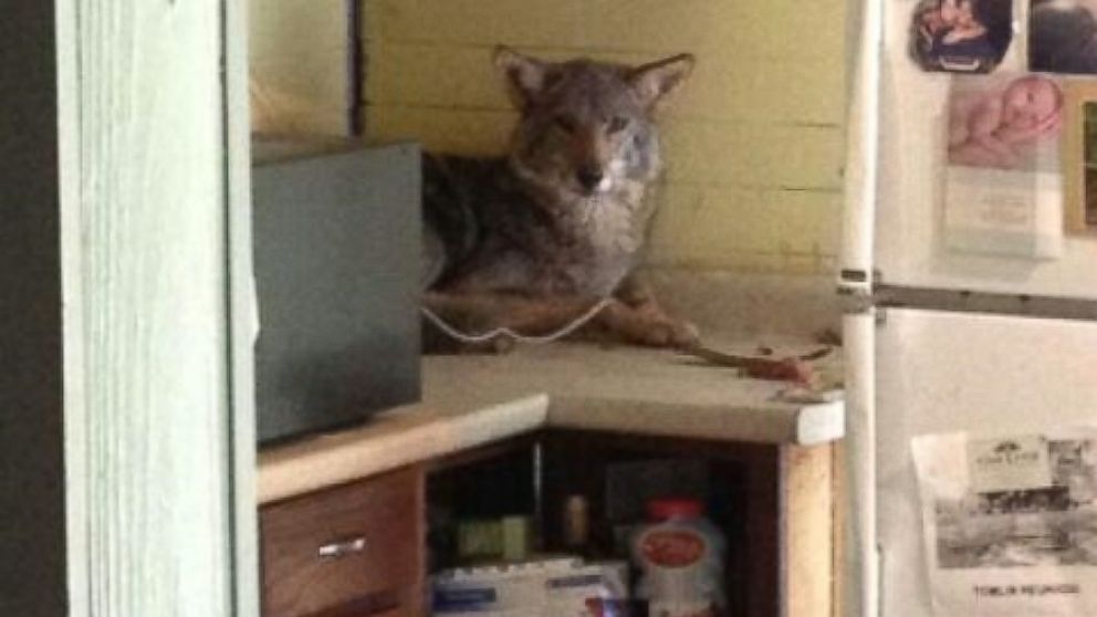 Coyote Makes Itself at Home in Georgia Kitchen - ABC News