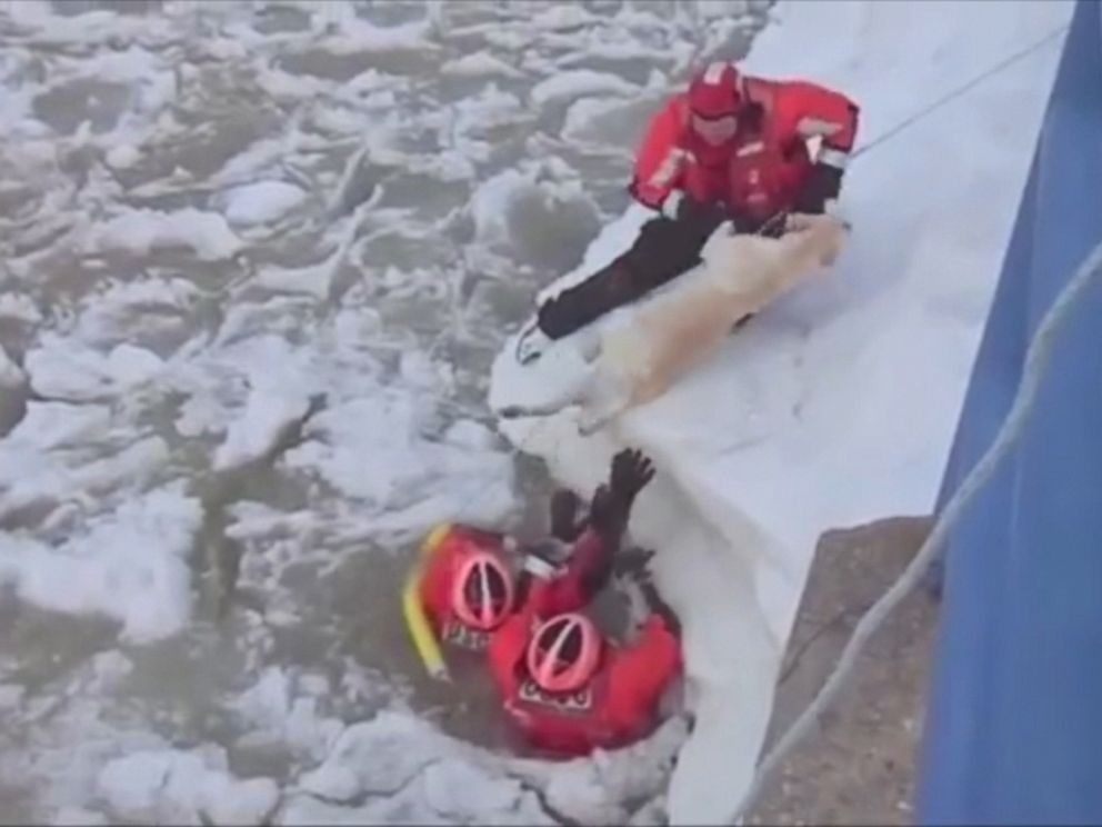 PHOTO: This still is taken from a video showing a Coast Guard ice rescue crew saving a Labrador, who was in the middle of an icy lake connected to Lake Michigan. 