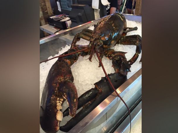 A 15-pound lobster, estimated by a marine scientist to be between 60 and 80 years old, narrowly escaped becoming someones dinner at a restaurant in Sunrise, Florida, after a group of locals said they bought the lobster and shipped it off to Maine. 