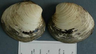 PHOTO: An "ocean quahog," named Ming, believed to be the worlds oldest animal at 507 years of age.