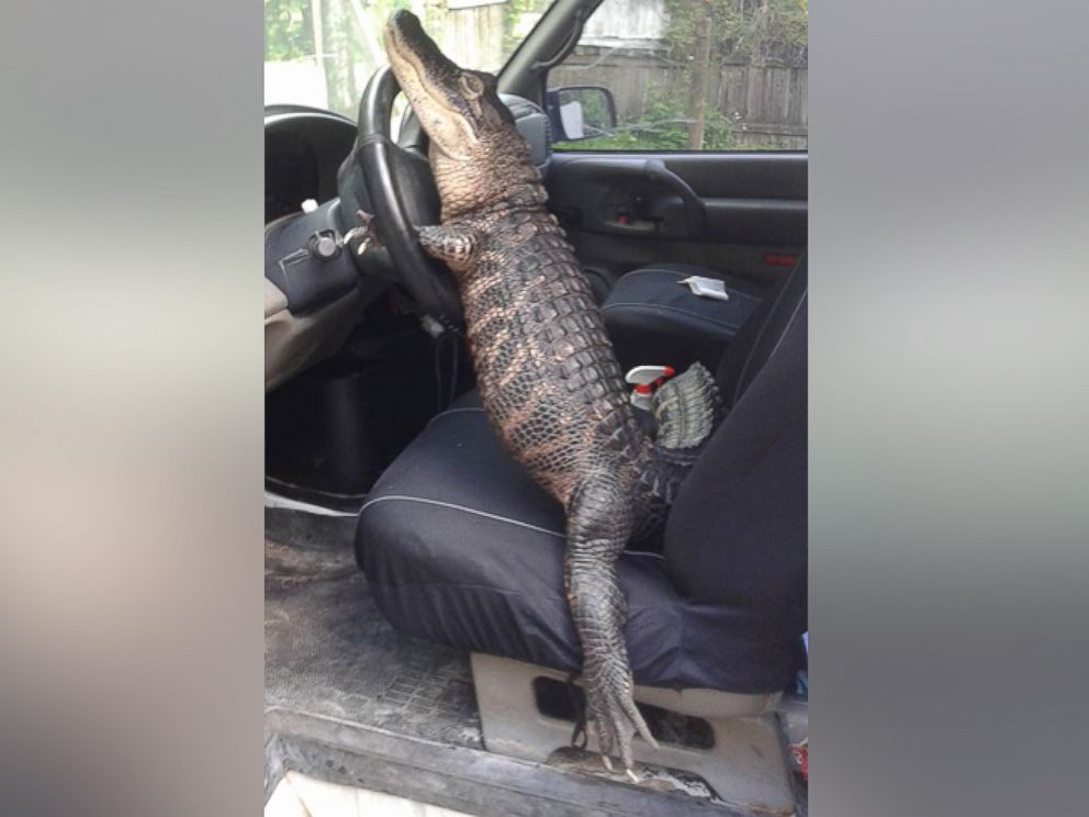 Florida Woman Gets License to Keep Her Pet Alligator 'Rambo' - ABC News