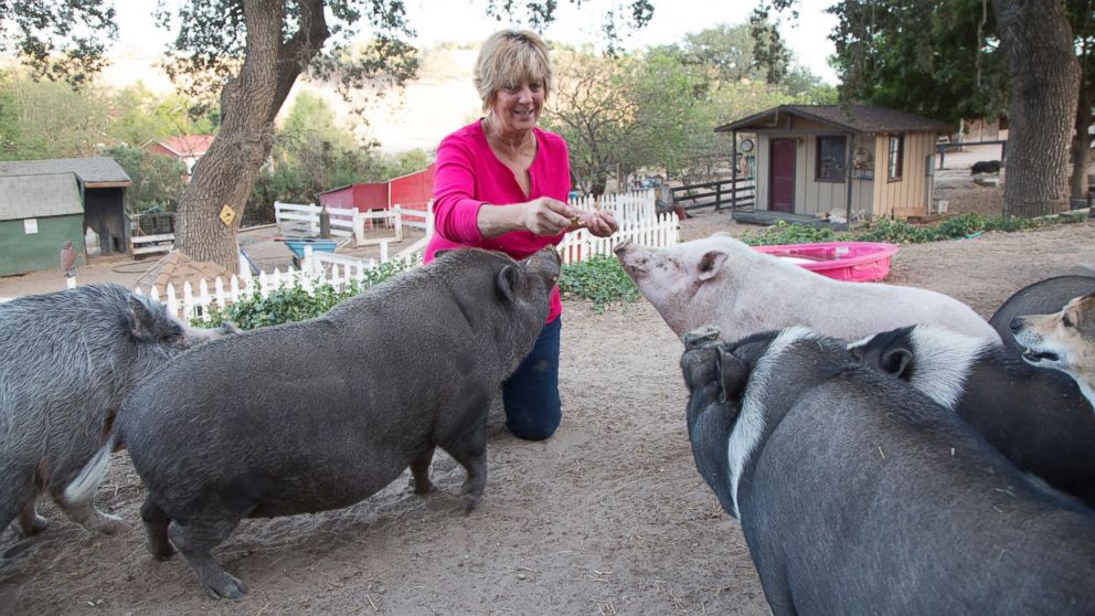 Woman Provides Sanctuary for 'Orphaned' Potbelly Pigs ABC News