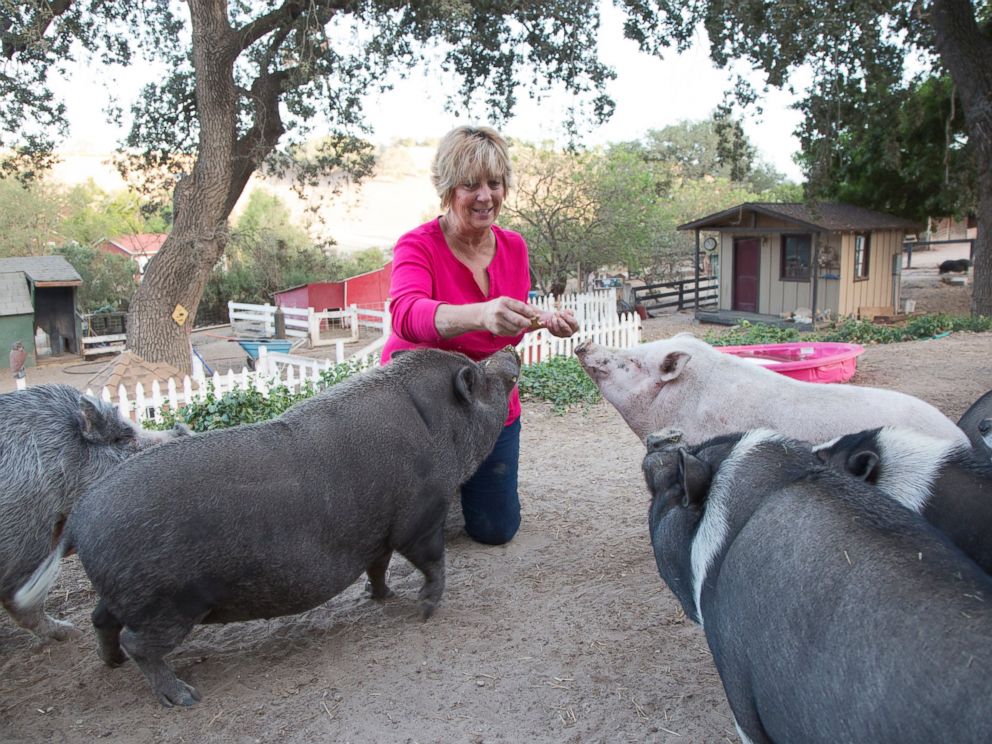 PHOTO: Susan Parkinson feeds her rescue pigs at the Lil Orphan Hammies sanctuary in Solvang, Calif.