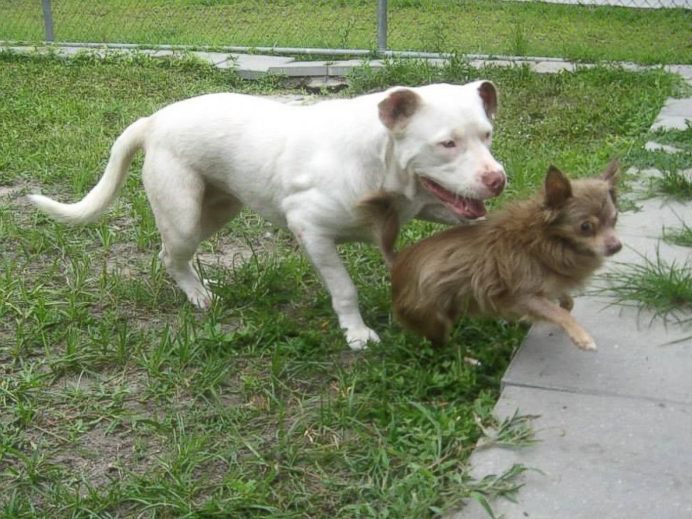 long haired pitbulls