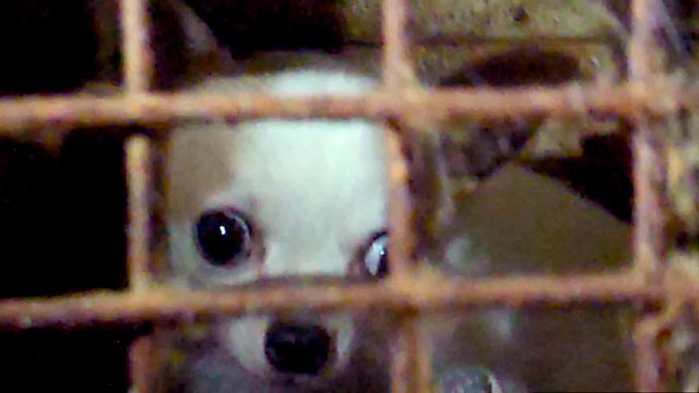 PHOTO: Sixty neglected dogs were taken from the home of American Kennel Club judge Margi Hamilton earlier this month after someone sent an anonymous video,(above), to Pasados Safe Haven, an animal rescue group.