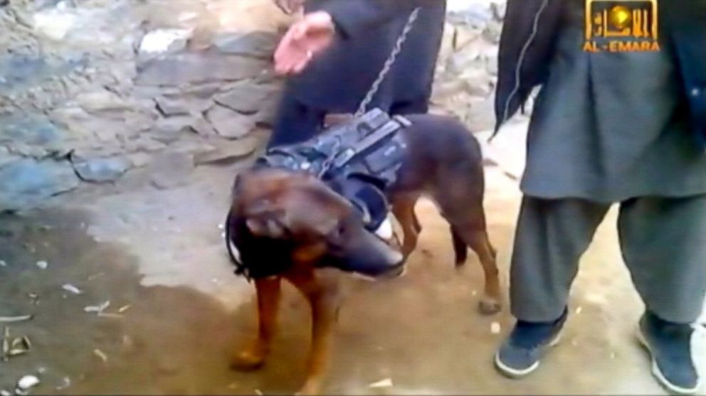 PHOTO: A military working dog was captured by the Taliban.