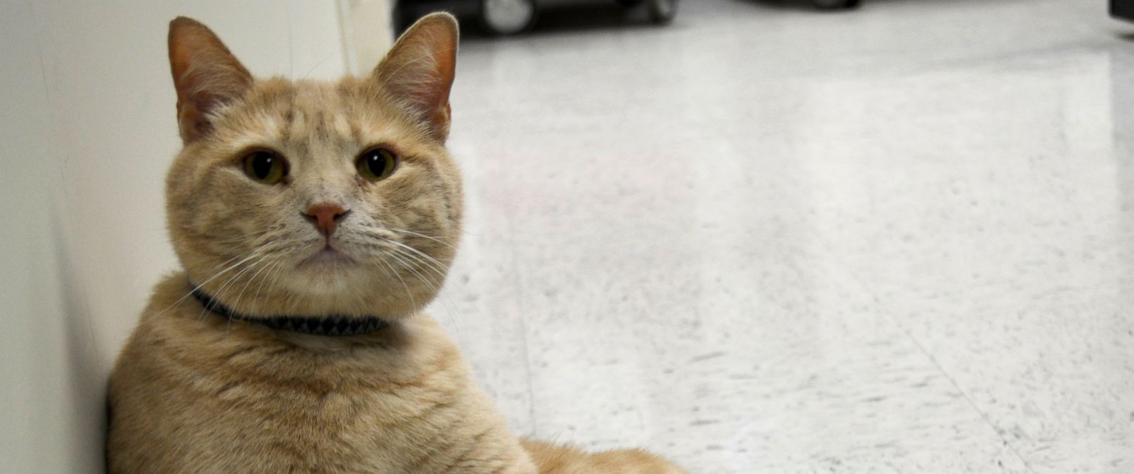 How Tom the Cat Brings Comfort to Dying Patients With His Calming