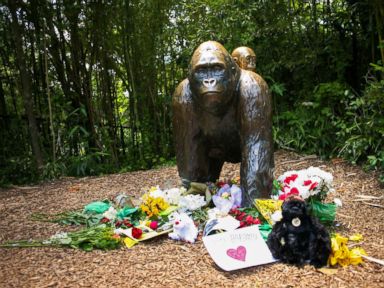 Family of Boy Who Fell in Gorilla Enclosure Thanks Zookeepers
