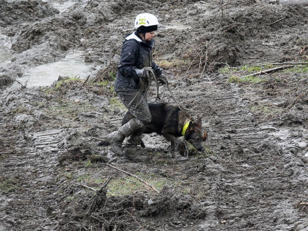 PHOTO: A rescue worker searches for victims of a mudslide with a rescue dog in Oso, Wash., March 30, 2014.