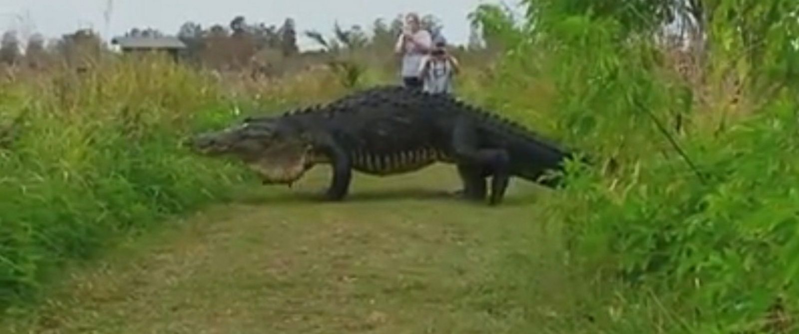 Video Captures Massive Alligator At Nature Preserve In Central Florida 