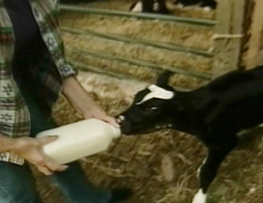 Lucky cow